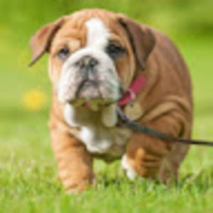 Meet your Posher, Alexandria